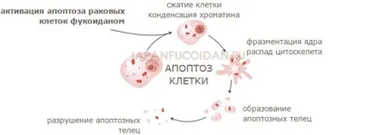 Як називаються ракові клітини (клітини) Як називаються ракові клітини