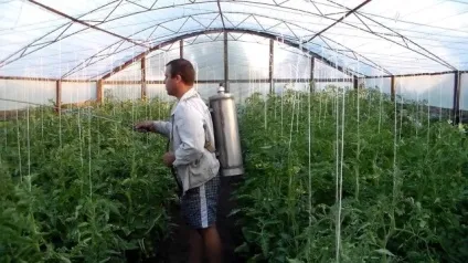 Як обприскувати помідори йодом 1 (йодом) Як обприскувати помідори йодом 1