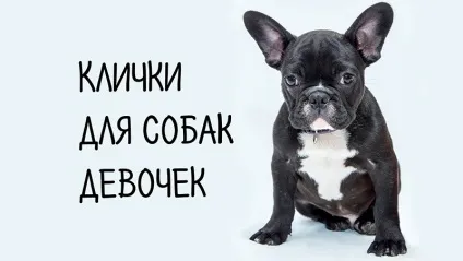 Як назвати цуценя дівчинку імена і клички для собаки (імена) Як назвати цуценя дівчинку імена і клички для собаки