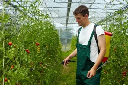 Як обприскувати помідори йодом 1 (Рада Деякі городники) Як обприскувати помідори йодом 1