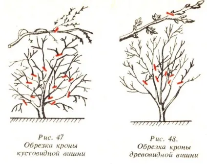 Як обрізати вишню