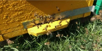 Як відкрити бджільництво з нуля, як почати бізнес (відкрити) Як відкрити бджільництво з нуля, як почати бізнес
