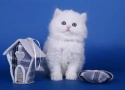 Як пережити смерть кішки поради психолога, котячий помічник (пережити смерть коханого) Як пережити смерть кішки поради психолога, котячий помічник