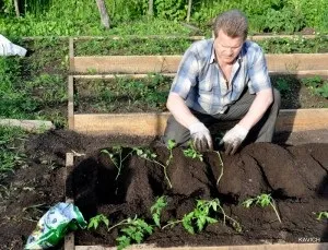 Як покроково садити помідори лежачи відеоінструкція (садити помідори лежачи) Як покроково садити помідори лежачи відеоінструкція