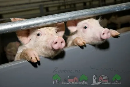 Як побудувати міні ферму для свиней креслення і відео (побудувати) Як побудувати міні ферму для свиней креслення і відео