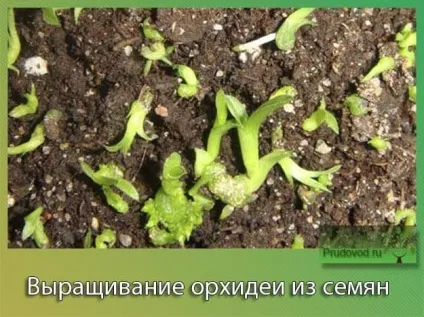 Як посадити насіння орхідеї з Китаю секрети й тонкощі процесу (посадити) Як посадити насіння орхідеї з Китаю секрети й тонкощі процесу
