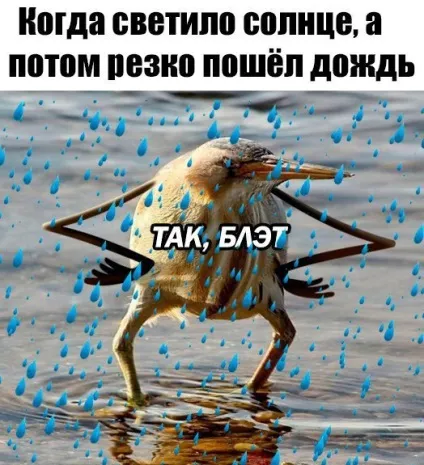 Як з'явився мем - так, блет - у вигляді пташки його значення (так блет) Як з'явився мем - так, блет - у вигляді пташки його значення