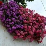 Ампельна герань, догляд за ампельної геранню (догляд) Ампельна герань, догляд за ампельної геранню