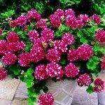 Ампельна герань, догляд за ампельної геранню (ампельна) Ампельна герань, догляд за ампельної геранню