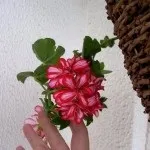 Ампельна герань, догляд за ампельної геранню (догляд) Ампельна герань, догляд за ампельної геранню