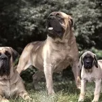 Англійський мастиф опис характеру, хвороби, догляд та утримання (опис) Англійський мастиф опис характеру, хвороби, догляд та утримання