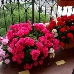Ампельна герань, догляд за ампельної геранню (герань) Ампельна герань, догляд за ампельної геранню