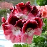 Ампельна герань, догляд за ампельної геранню (догляд) Ампельна герань, догляд за ампельної геранню