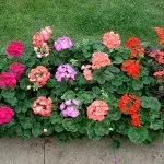 Ампельна герань, догляд за ампельної геранню (герань) Ампельна герань, догляд за ампельної геранню