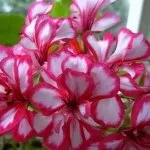 Ампельна герань, догляд за ампельної геранню (ампельна) Ампельна герань, догляд за ампельної геранню