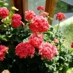 Ампельна герань, догляд за ампельної геранню (догляд) Ампельна герань, догляд за ампельної геранню