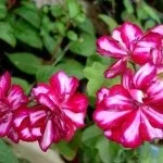 Ампельна герань, догляд за ампельної геранню (догляд) Ампельна герань, догляд за ампельної геранню
