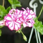 Ампельна герань, догляд за ампельної геранню (герань) Ампельна герань, догляд за ампельної геранню