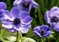 Анемони садові види, вирощування, правильний догляд і розмноження (види) Анемони садові види, вирощування, правильний догляд і розмноження