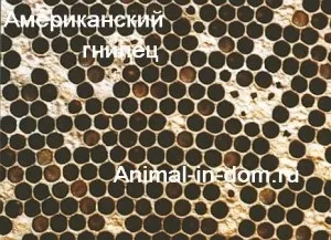 Американський гнилець, лікування домашніх тварин ( «Лікування домашніх тварин») Американський гнилець, лікування домашніх тварин