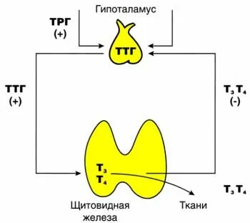 Аміодарон і щитовидна залоза (заліза) Аміодарон і щитовидна залоза
