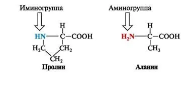 Амінокислоти - студопедія