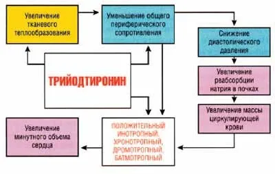 Аміодарон і щитовидна залоза (щитовидна) Аміодарон і щитовидна залоза