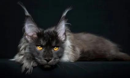 Американська єнотова кішка maine coon, позитивний інтернет-журнал (американська) Американська єнотова кішка maine coon, позитивний інтернет-журнал