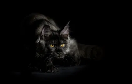Американська єнотова кішка maine coon, позитивний інтернет-журнал (maine) Американська єнотова кішка maine coon, позитивний інтернет-журнал