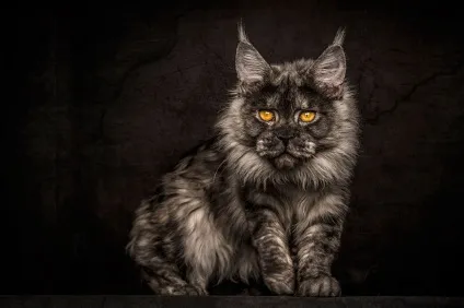Американська єнотова кішка maine coon, позитивний інтернет-журнал (maine) Американська єнотова кішка maine coon, позитивний інтернет-журнал