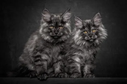 Американська єнотова кішка maine coon, позитивний інтернет-журнал (maine) Американська єнотова кішка maine coon, позитивний інтернет-журнал