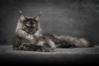 Американська єнотова кішка maine coon, позитивний інтернет-журнал (кішка) Американська єнотова кішка maine coon, позитивний інтернет-журнал