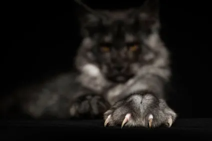 Американська єнотова кішка maine coon, позитивний інтернет-журнал (єнотова) Американська єнотова кішка maine coon, позитивний інтернет-журнал