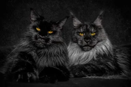 Американська єнотова кішка maine coon, позитивний інтернет-журнал (maine) Американська єнотова кішка maine coon, позитивний інтернет-журнал