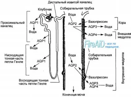 Анатомія ниркових клубочків