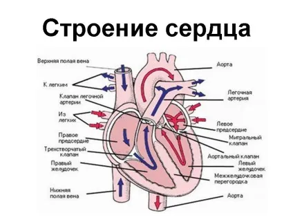 Анатомія правого шлуночка серця (правого шлуночка серця) Анатомія правого шлуночка серця