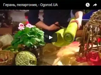 Ампельна пеларгонія - догляд полив і пересадка ампельної пеларгонії, вирощування; види ампельної (пересадка) Ампельна пеларгонія - догляд полив і пересадка ампельної пеларгонії, вирощування; види ампельної