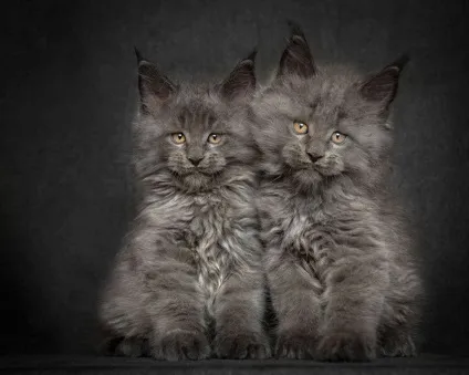Американська єнотова кішка maine coon, позитивний інтернет-журнал (coon) Американська єнотова кішка maine coon, позитивний інтернет-журнал