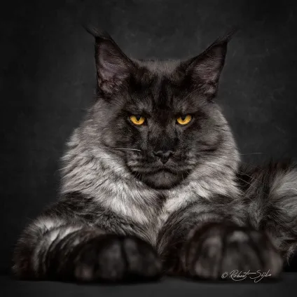 Американська єнотова кішка maine coon, позитивний інтернет-журнал (американська) Американська єнотова кішка maine coon, позитивний інтернет-журнал