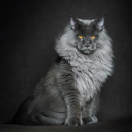 Американська єнотова кішка maine coon, позитивний інтернет-журнал (кішка) Американська єнотова кішка maine coon, позитивний інтернет-журнал