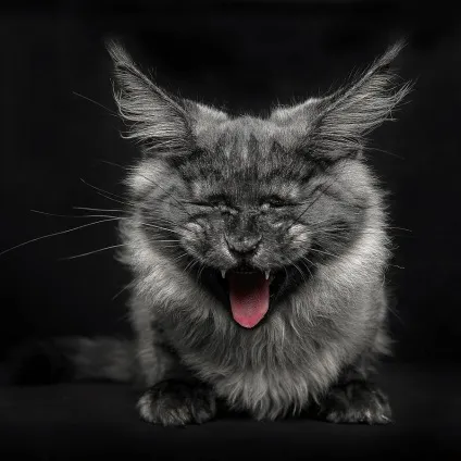 Американська єнотова кішка maine coon, позитивний інтернет-журнал (coon) Американська єнотова кішка maine coon, позитивний інтернет-журнал