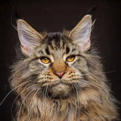 Американська єнотова кішка maine coon, позитивний інтернет-журнал (єнотова) Американська єнотова кішка maine coon, позитивний інтернет-журнал