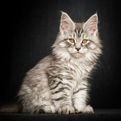 Американська єнотова кішка maine coon, позитивний інтернет-журнал (coon) Американська єнотова кішка maine coon, позитивний інтернет-журнал