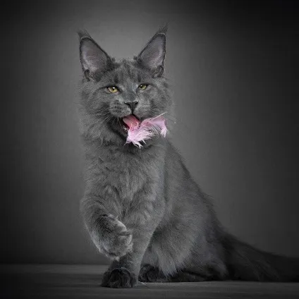 Американська єнотова кішка maine coon, позитивний інтернет-журнал (американська) Американська єнотова кішка maine coon, позитивний інтернет-журнал