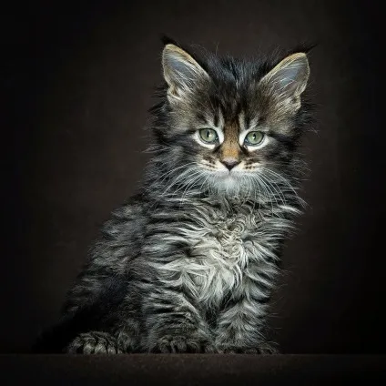 Американська єнотова кішка maine coon, позитивний інтернет-журнал (coon) Американська єнотова кішка maine coon, позитивний інтернет-журнал