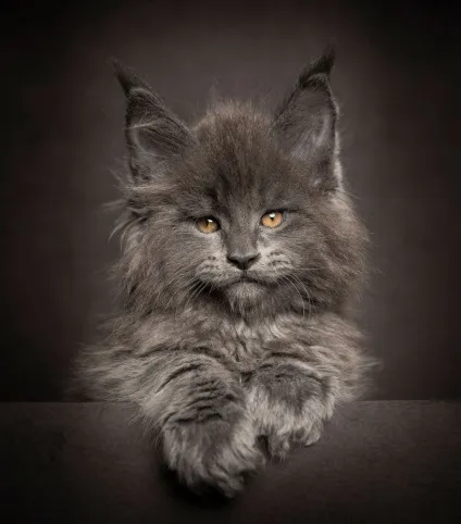 Американська єнотова кішка maine coon, позитивний інтернет-журнал (кішка) Американська єнотова кішка maine coon, позитивний інтернет-журнал