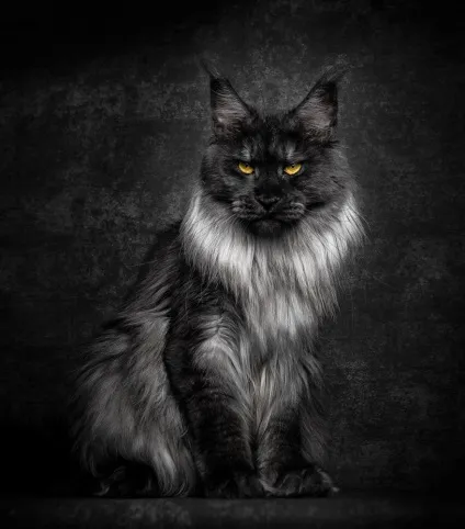 Американська єнотова кішка maine coon, позитивний інтернет-журнал (американська) Американська єнотова кішка maine coon, позитивний інтернет-журнал