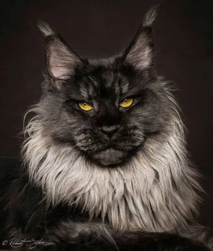 Американська єнотова кішка maine coon, позитивний інтернет-журнал (єнотова) Американська єнотова кішка maine coon, позитивний інтернет-журнал