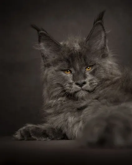 Американська єнотова кішка maine coon, позитивний інтернет-журнал (maine) Американська єнотова кішка maine coon, позитивний інтернет-журнал