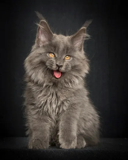 Американська єнотова кішка maine coon, позитивний інтернет-журнал (американська) Американська єнотова кішка maine coon, позитивний інтернет-журнал
